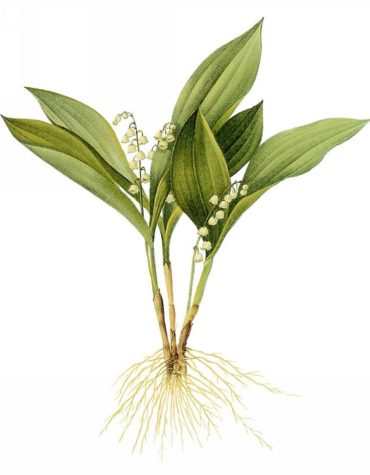 Lily of The Valley Floral Paint By Numbers