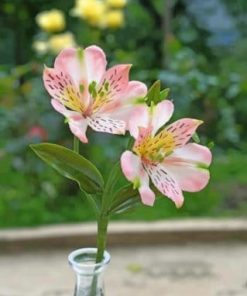 Lily Pink Blooms Paint By Numbers