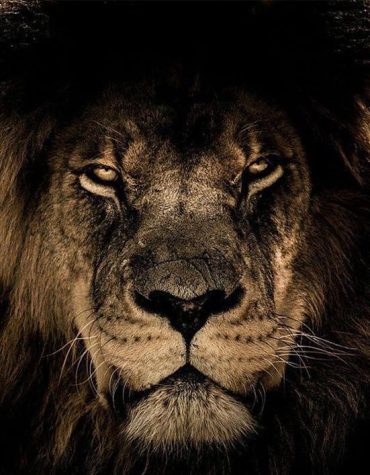 Lion Wildlife Paint By Numbers