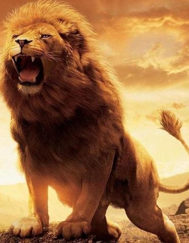 Wild Lion Adventure Paint By Numbers