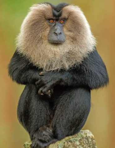 Lion Tailed Macaque Wildlife Paint By Numbers