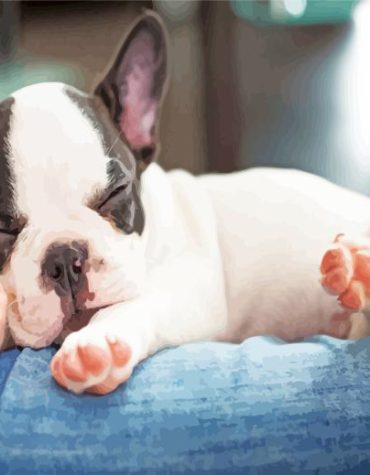 French Bulldog Black and White Paint By Numbers