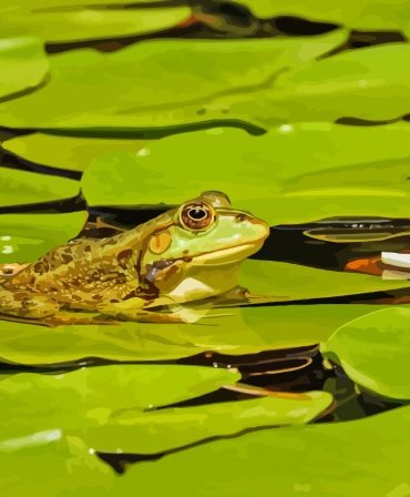 Green Frog on Lily Pad Paint By Numbers