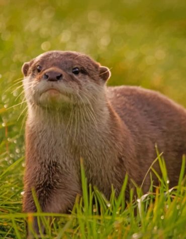 Lone Otter Adventure Paint By Numbers