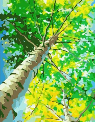 Birch Trees Landscape Paint By Numbers