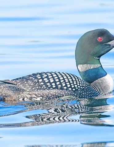 Beautiful Loon Bird Paint By Numbers