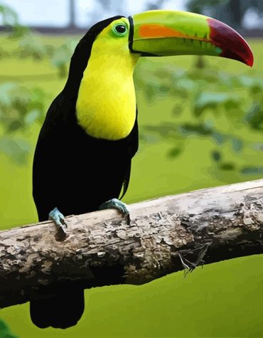 Loro Tucan Parrot Paint By Numbers