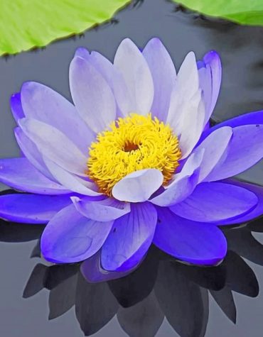 Purple Lotus Bloom Paint By Numbers