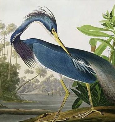 Louisiana Heron Paint By Numbers