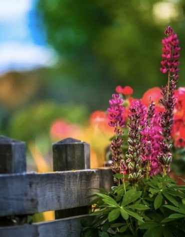 Lupine Floral Paint By Numbers