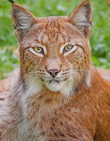 Lynx Wildlife Paint By Numbers