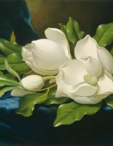 Blue Velvet Magnolia Paint By Numbers