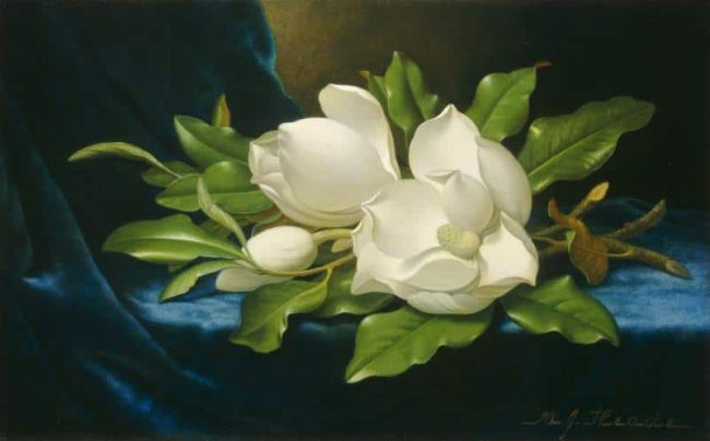 Blue Velvet Magnolia Paint By Numbers