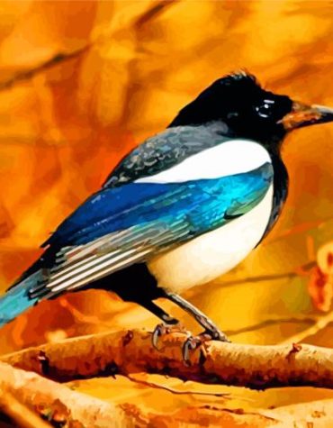 Magpie Bird Paint By Numbers
