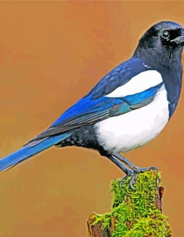 Black and White Magpie Paint By Numbers