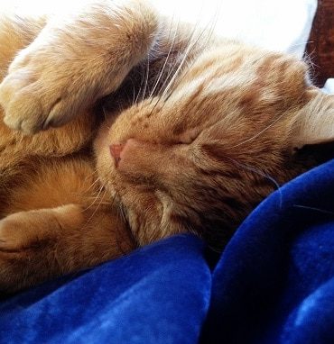 Malayan Cat Paint By Numbers