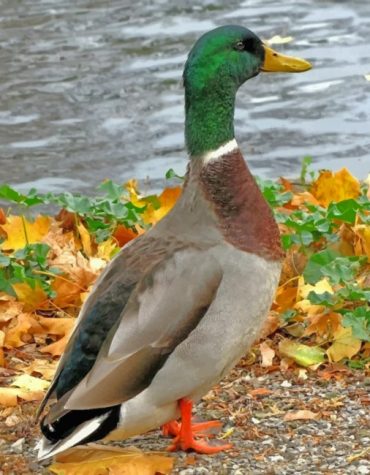 Mallard Duck Waterfowl Paint By Numbers