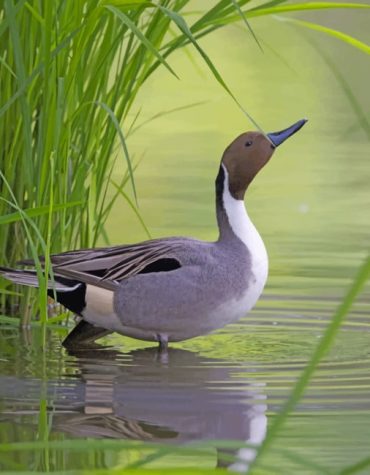 Mallard Duck Art Paint By Numbers