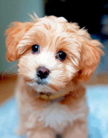 Tiny Maltipoo Puppies Paint By Numbers