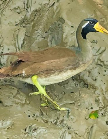 Masked Finfoot Bird Paint By Numbers