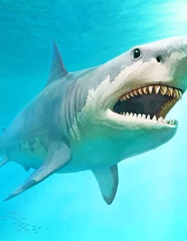 Megalodon Shark Adventure Paint By Numbers