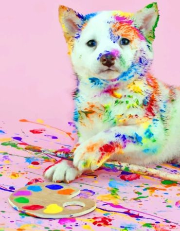 Rainbow Dog Paint By Numbers