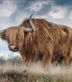 Highland Cow Animals Paint By Numbers