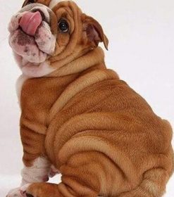 Mini Bulldogs Puppy Paint By Numbers