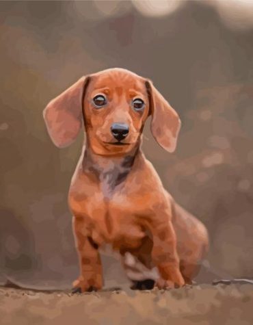 Miniature Dachshund Puppy Paint By Numbers