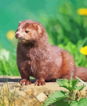 Mink Animal Art Paint By Numbers
