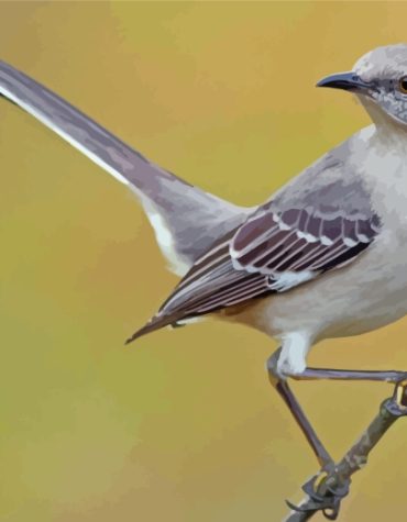 Mockingbird Wildlife Paint By Numbers