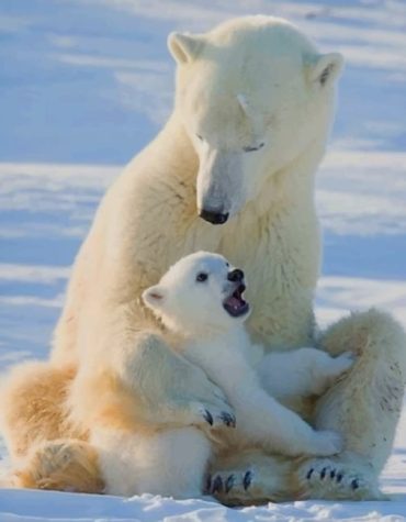 Polar Bear Family Art Paint By Numbers