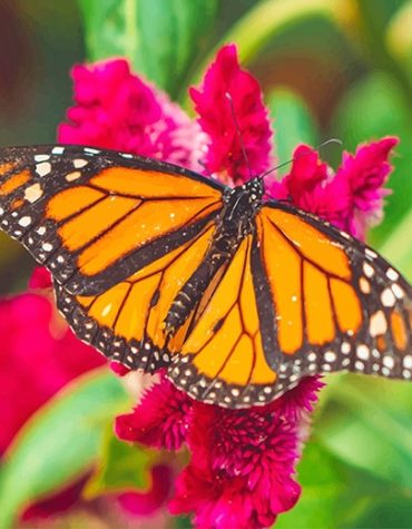 Monarch Butterfly Orange Nature Paint By Numbers