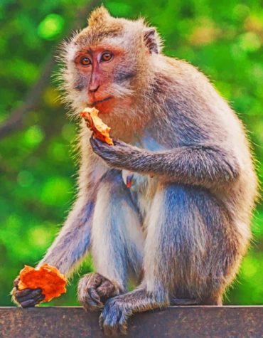 Forest Macaque Paint By Numbers