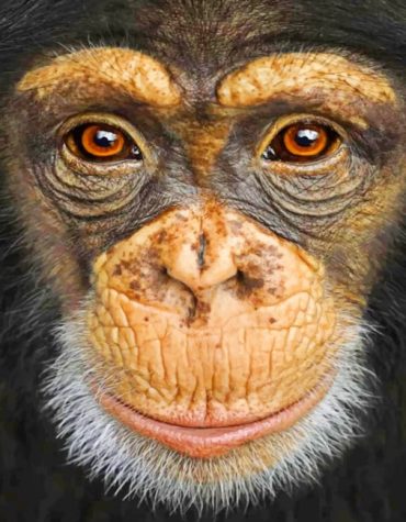 Monkey Wildlife Paint By Numbers