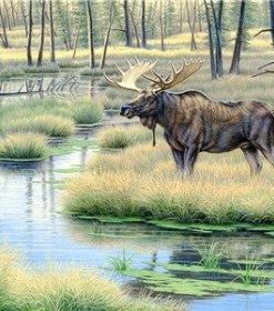 Moose Wilderness Paint By Numbers