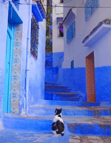 Moroccan Blue Cat Paint By Numbers