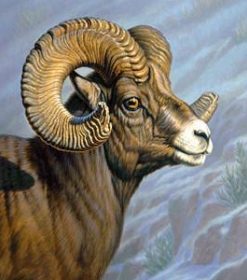 Mount Everest Bighorn Sheep Paint By Numbers