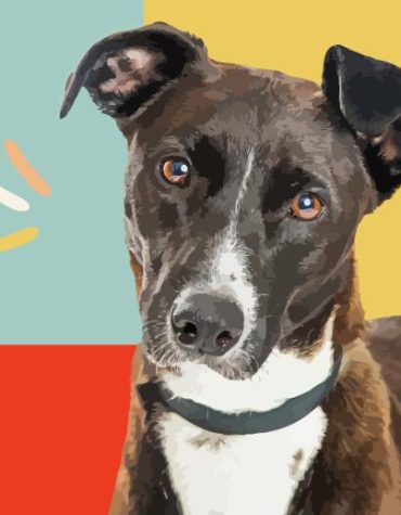 Mountain Cur Dog Paint By Numbers