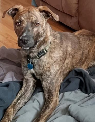 Mountain Cur Puppies Paint By Numbers