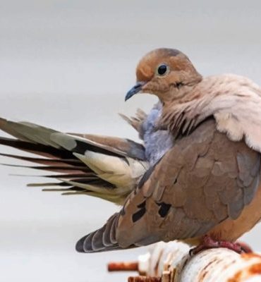 Desert Birds Mourning Dove Paint By Numbers