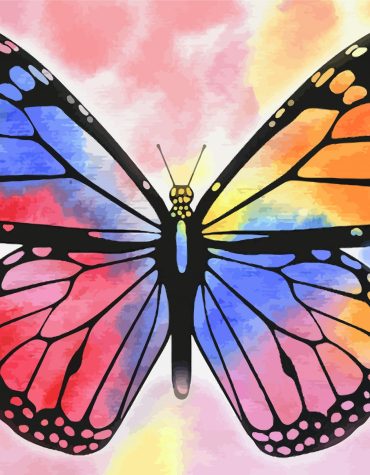 Colorful Butterfly Insects Paint By Numbers