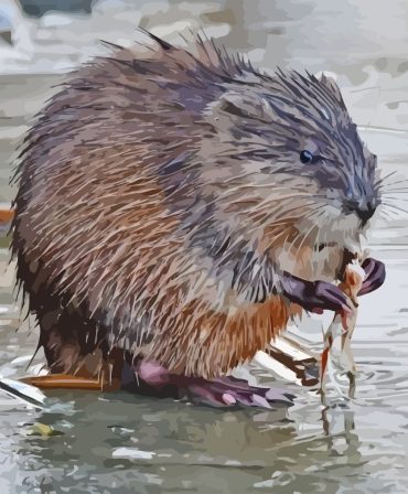 Muskrat Wildlife Exploration Paint By Numbers