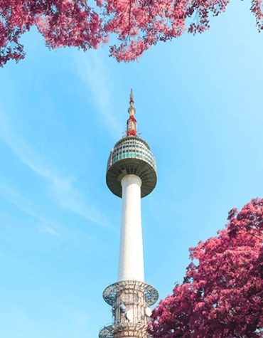 Seoul Cherry Blossoms Paint By Numbers