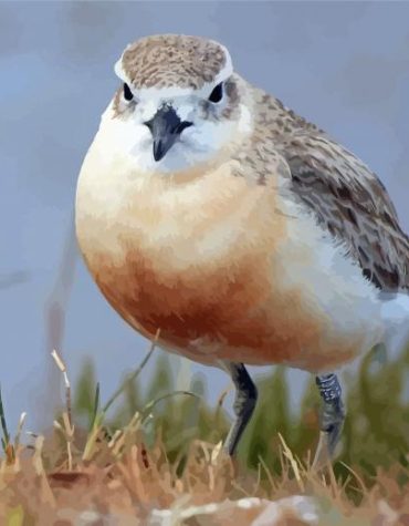 New Zealand Dotterel Bird Paint By Numbers