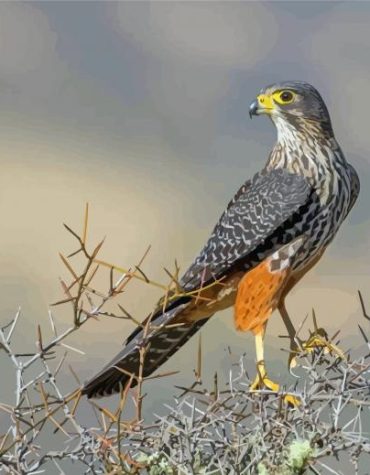 New Zealand Falcon Birds Paint By Numbers