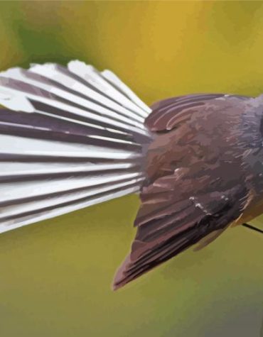 New Zealand Fantail Bird Paint By Numbers