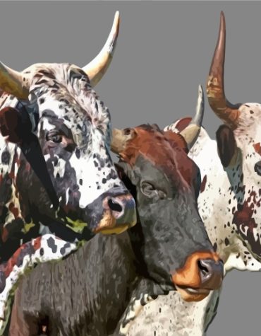 Nguni Cattle Portrait Paint By Numbers