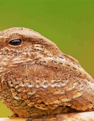 Nightjars in Flight Paint By Numbers