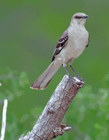 Northern Mockingbird Birds Paint By Numbers